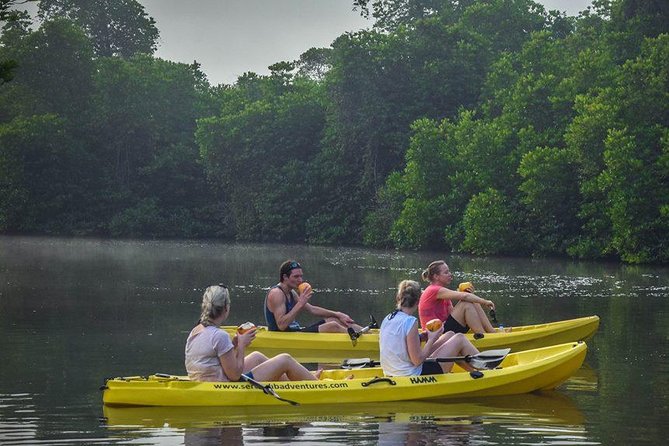 Madu River Sunrise Mangrove Kayaking from Bentota - What You Pay for at $125
