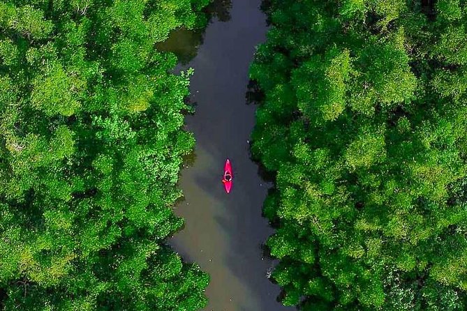 Madu River Sunrise Mangrove Kayaking from Bentota - Practical Advice Before You Book