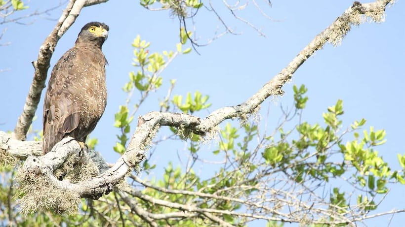 Maduru Oya National Park Private Safari - The middle of the safari: monkeys, deer, and smaller sightings