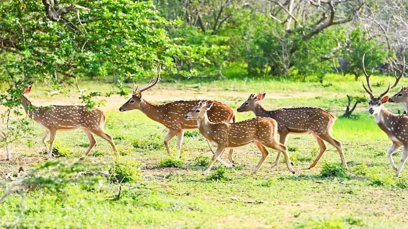 Maduru Oya National Park Private Safari - Crocodile searches and the limits of wildlife luck