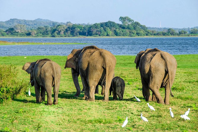 Maduru Oya National Park Private Safari with Naturalist - Key points to know before booking