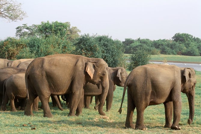 Maduru Oya National Park Private Safari with Naturalist - A strong bird list for patient observers