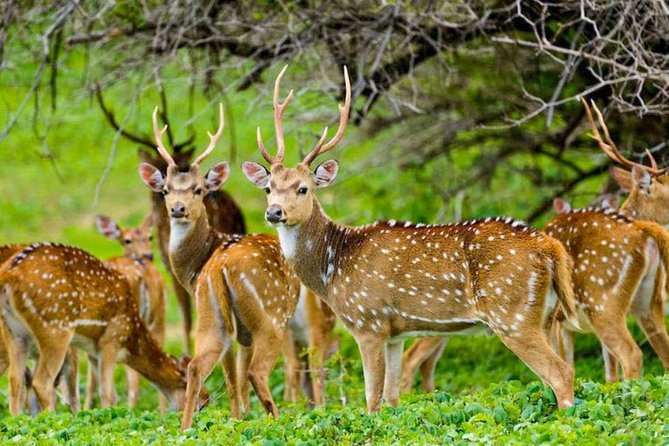 Maduru Oya National Park Private Safari with Naturalist - Who should book this Maduru Oya safari?
