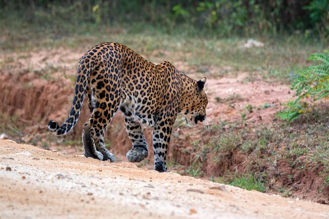 Majestic Sri Lanka in 13 Days All Inclusive VIP Tour by Sithiyam - Ella delivers the most scenic travel day