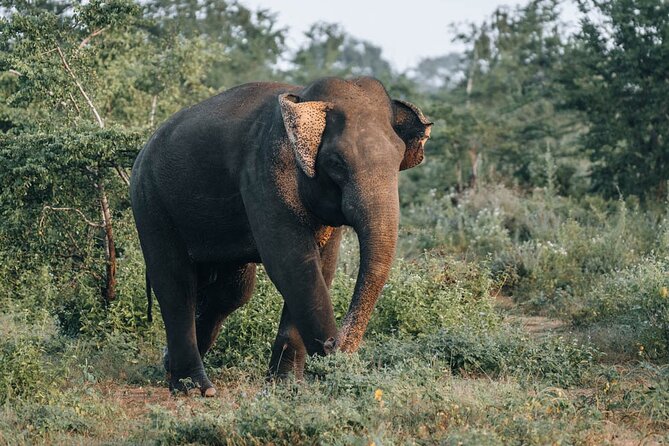 Majestic Sri Lanka in 13 Days All Inclusive VIP Tour by Sithiyam - Polonnaruwa brings ancient Sri Lanka into focus