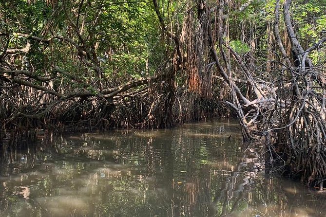 Mangrove Adventure - Key points to know before you go