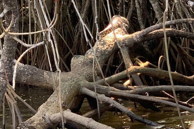 Mangrove Adventure - Gliding through the mangrove channels