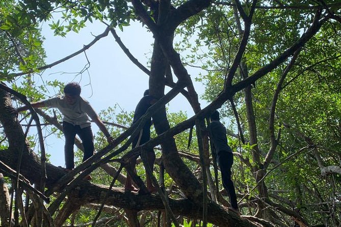 Mangrove Adventure - What the private boat changes