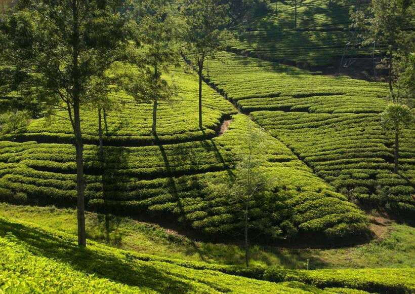 Memorable Tuk Tuk City Tour of Kandy - Tea at Pilimathalawa