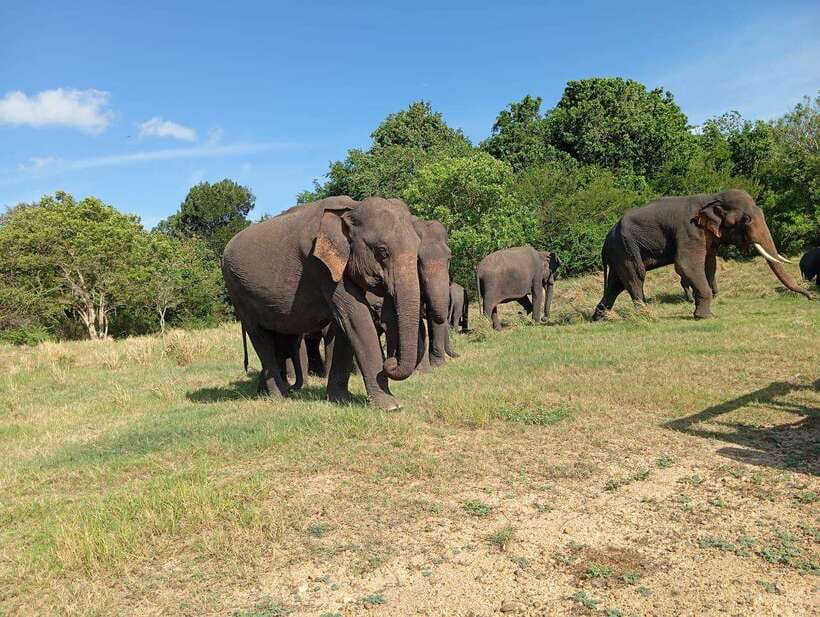 Minneriya: Elephant Safari at Minneriya Park - Hotel Pickup - Key points at a glance