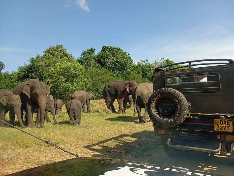 Minneriya: Elephant Safari at Minneriya Park - Hotel Pickup - Why Minneriya works best early
