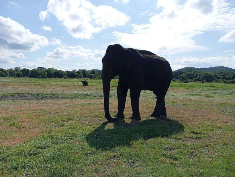 Minneriya: Elephant Safari at Minneriya Park - Hotel Pickup - What the private jeep adds