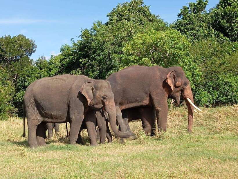 Minneriya: Elephant Safari at Minneriya Park - Hotel Pickup - Respecting elephants in the field