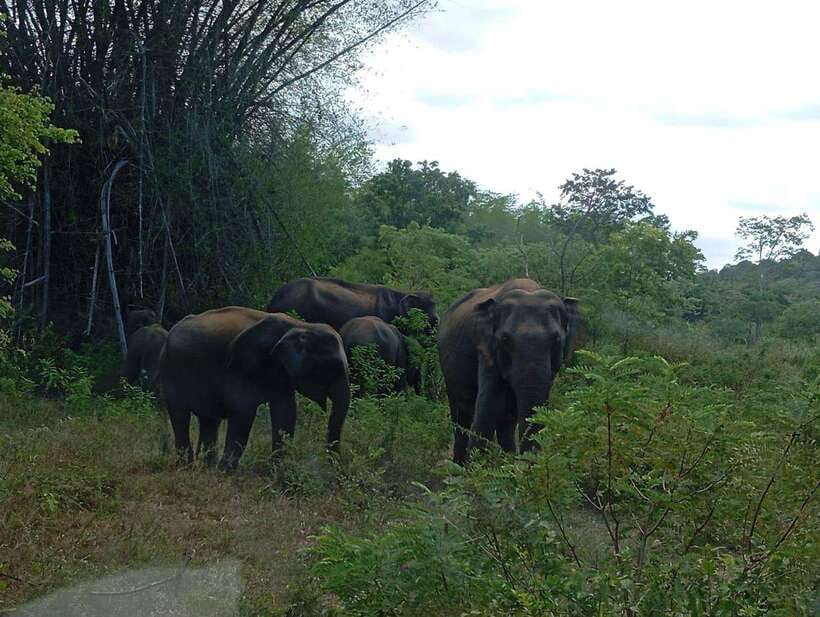 Minneriya: Elephant Safari at Minneriya Park - Hotel Pickup - What is included, and what is not