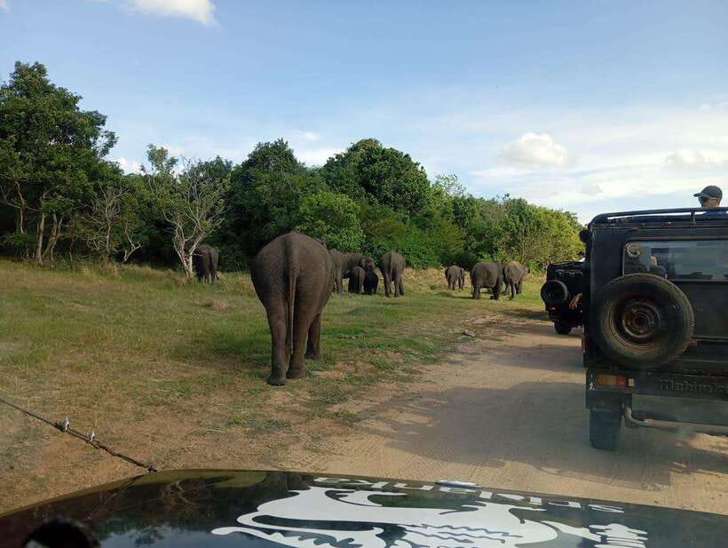 Minneriya: Elephant Safari at Minneriya Park - Hotel Pickup - Who should book this morning safari?