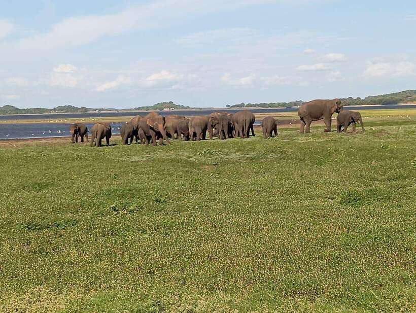 Minneriya: Elephant Safari at Minneriya Park - Hotel Pickup - The 20-minute transfer to the park