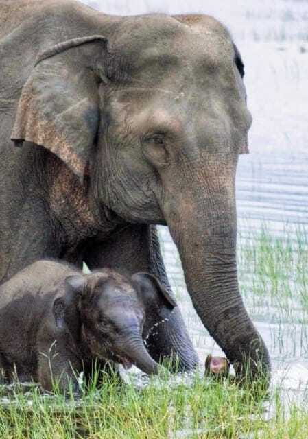 Minneriya Elephant Safari – Half-Day with Expert Tracker - Beyond the jeep: fields, footpaths, and a village home