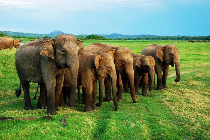 Minneriya Elephant Safari wth Sigiriya Lion Rock from Colombo - The 6:00 am departure from Colombo