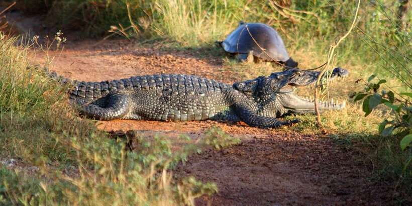 Minneriya:Jeep Safari From Sigiriya - Key points before you book