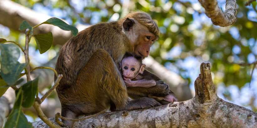 Minneriya:Jeep Safari From Sigiriya - What is and is not included for $51