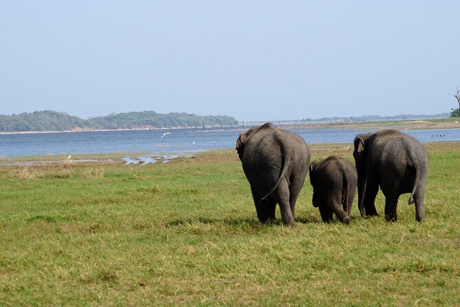 Minneriya / Kaudulla National Park Jeep Safari - Why Minneriya and Kaudulla make a strong safari choice