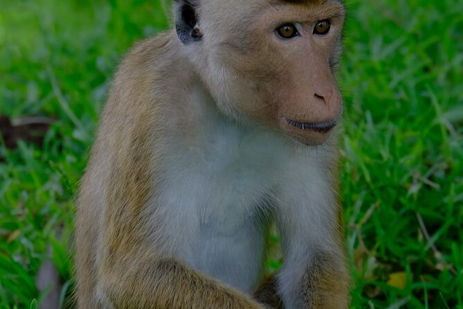 Minneriya / Kaudulla National Park Jeep Safari - Looking for crocodiles, deer, buffalo, and birds