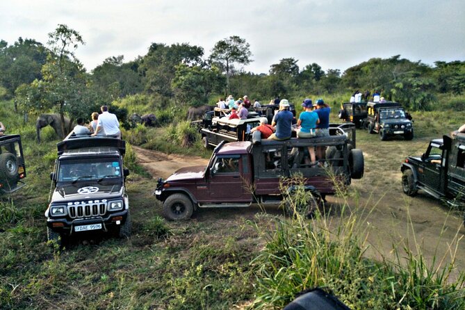Minneriya / Kaudulla National Park Jeep Safari - What the three-hour itinerary feels like