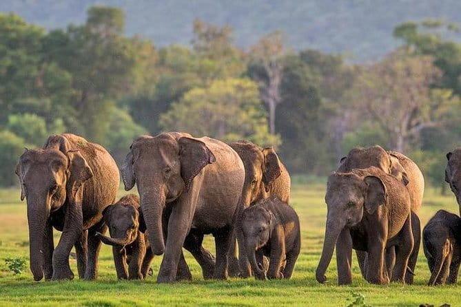 Minneriya/Kaudulla or Hurulu Eco Park Jeep Safari including Entrance Fee - Why this safari belongs on an Anuradhapura itinerary