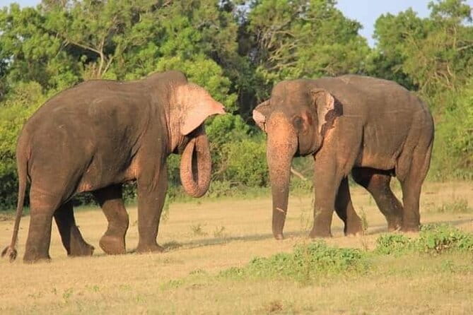 Minneriya/Kaudulla or Hurulu Eco Park Jeep Safari including Entrance Fee - The guide can shape the whole outing