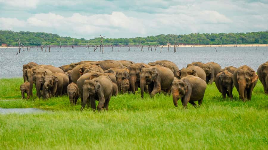 Minneriya: Minneriya National Park Private Elephant Safari - Key points to know before you book