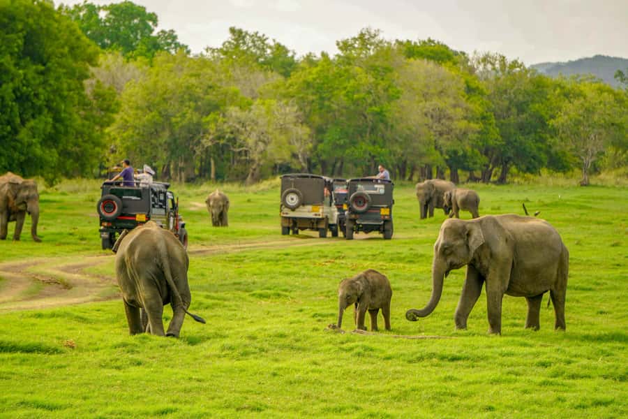 Minneriya: Minneriya National Park Private Elephant Safari - Why Minneriya is famous for elephants