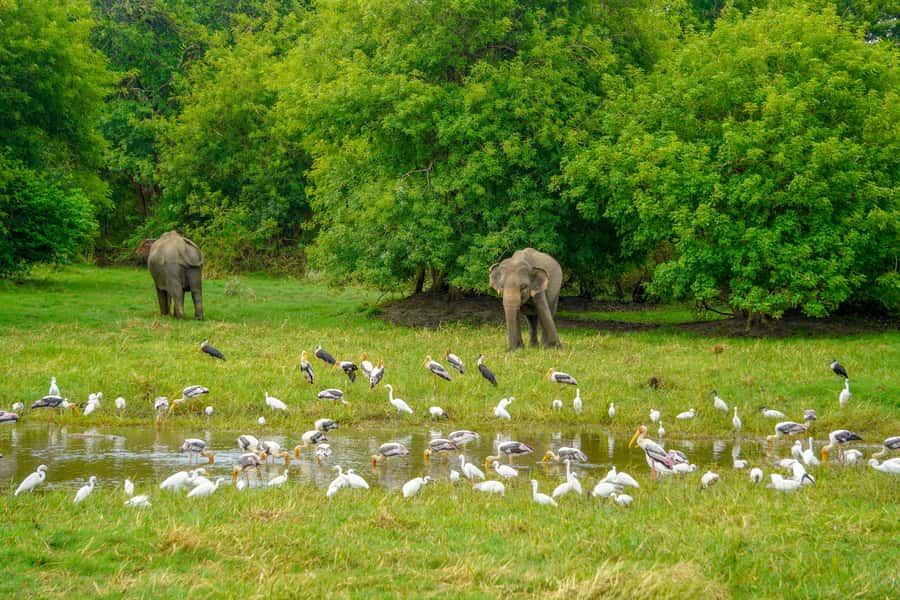 Minneriya: Minneriya National Park Private Elephant Safari - Inside the safari jeep