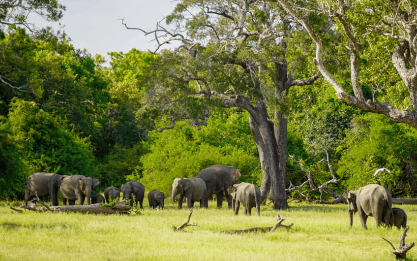 Minneriya: Minneriya National Park Private Elephant Safari - When Kaudulla is better than Minneriya