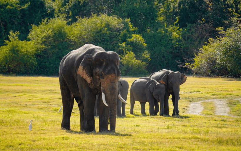 Minneriya: Minneriya National Park Private Elephant Safari - Guides make the largest difference