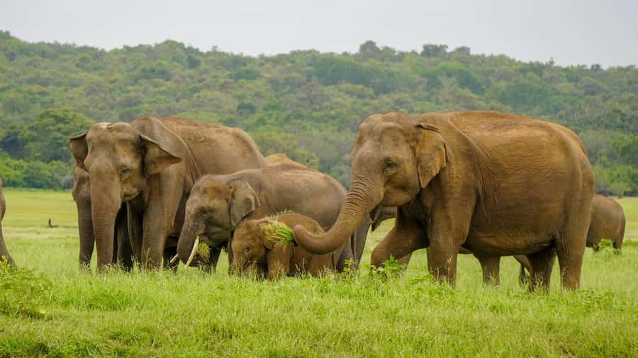 Minneriya: Minneriya National Park Private Elephant Safari - What the $38 price really buys you