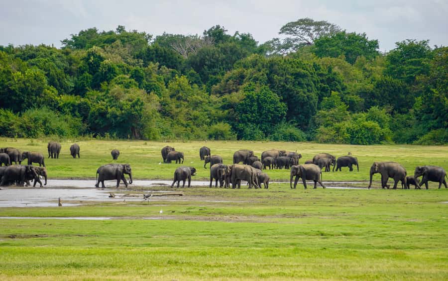 Minneriya: Minneriya National Park Private Elephant Safari - Who should book this safari