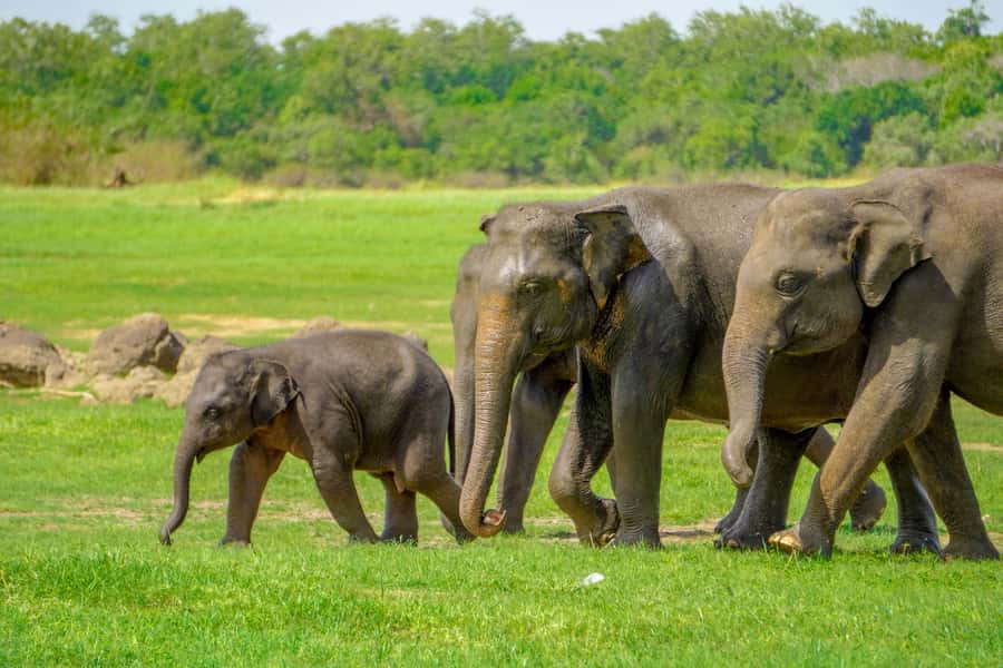 Minneriya: Minneriya National Park Private Elephant Safari - The 12:30 PM pickup and ride to the park