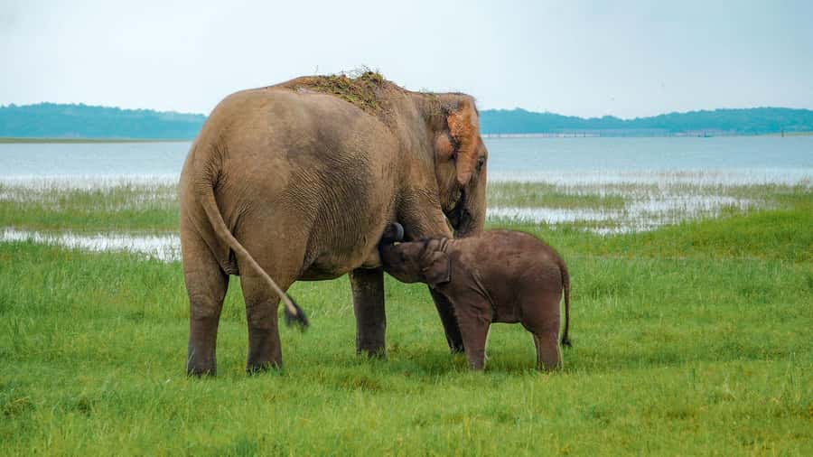 Minneriya: Minneriya National Park Private Evening Safari - Key points before you book
