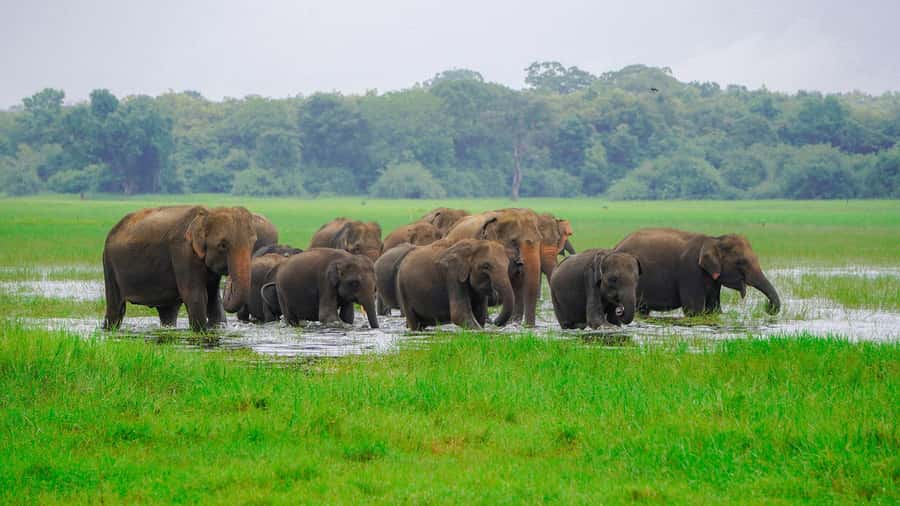Minneriya: Minneriya National Park Private Evening Safari - Why Minneriya Tank is the main attraction
