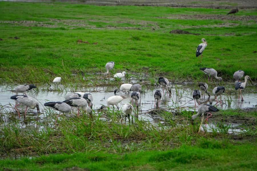 Minneriya: Minneriya National Park Private Evening Safari - Elephants, buffalo, monkeys, and birds