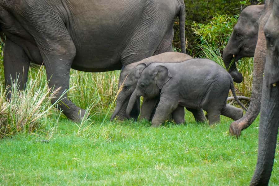 Minneriya: Minneriya National Park Private Evening Safari - A respectful approach to wild animals