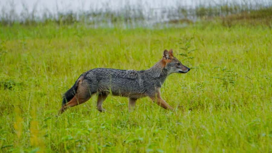 Minneriya: Minneriya National Park Private Evening Safari - Family suitability and physical considerations