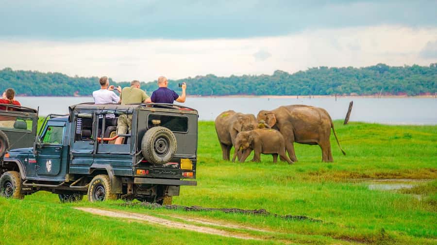 Minneriya: Minneriya National Park Private Evening Safari - What the $41 price really covers