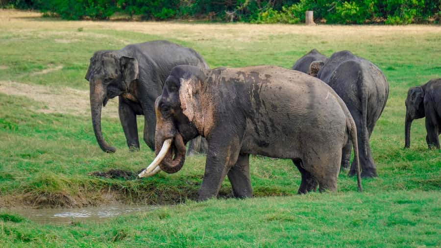 Minneriya: Minneriya National Park Private Evening Safari - What to pack and how to prepare