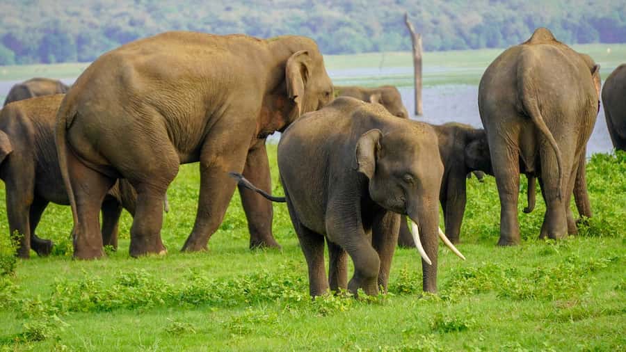 Minneriya: Minneriya National Park Private Evening Safari - The 12:30 PM pickup and private jeep