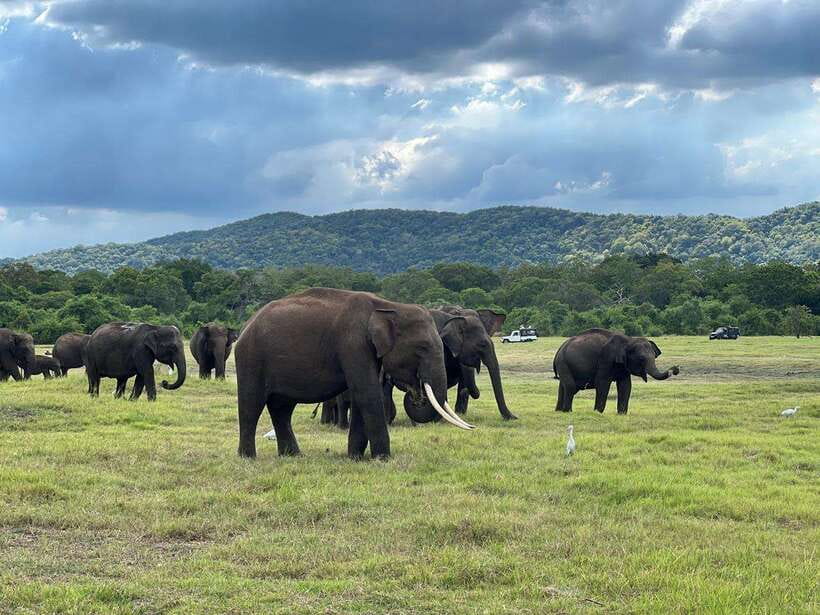 Minneriya: Minneriya National Park Private Jeep Safari - Key points to know before you go