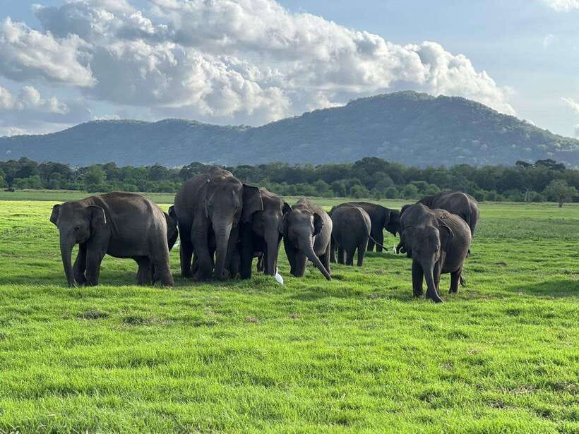 Minneriya: Minneriya National Park Private Jeep Safari - A four-hour safari built around Minneriya’s elephants