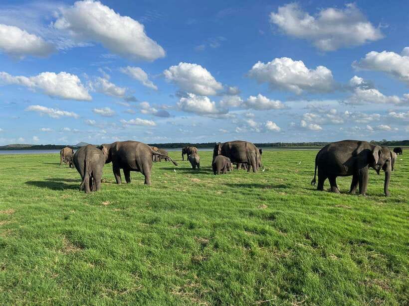 Minneriya: Minneriya National Park Private Jeep Safari - Choosing a morning or evening departure