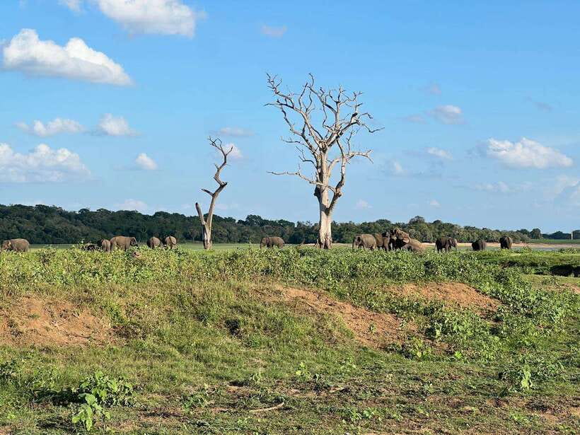 Minneriya: Minneriya National Park Private Jeep Safari - Four hours among deer, buffalo, peacocks, and birds