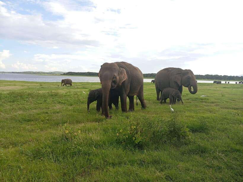 Minneriya: Minneriya National Park Private Jeep Safari - The reservoir stops and the best photo chances